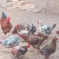 مرغ و خروس ولایتی|حیوانات مزرعه|میان جلگه, |دیوار