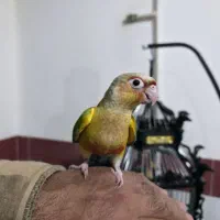 طوطی گرینچیک|پرنده|سیرجان, |دیوار