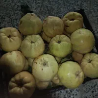 به تازه ،متوسط و درشت ،آبدار و شیرین