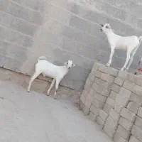 فروش دوعدد کهره نر دورگ صومال سفید برفی
