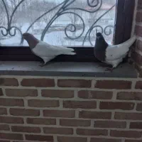 کبوتر|پرنده|بستان آباد, |دیوار