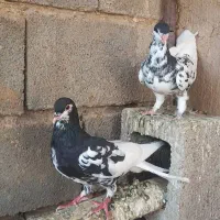 یال سیاه