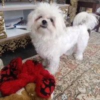 سگ نر مالتیز