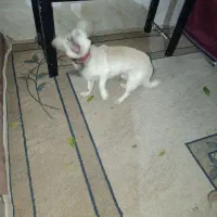 گمشده ایلوار