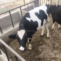 فروش گاو|حیوانات مزرعه|بکتاش, |دیوار