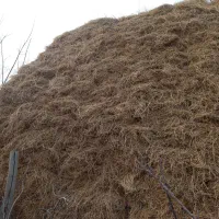 فروش یونجه خالص کوردستان