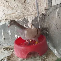 کاغذی خطی ماده عتیقه وبدرنگ ماده هردو گرفتنی|پرنده|قزوین, |دیوار