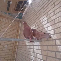 کبوتر یا کفتر رواعب سالم و سرحال|پرنده|قم, صفائیه|دیوار