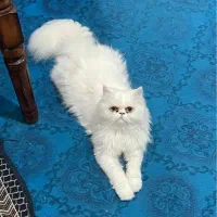 واگذار یگربه پرشین.