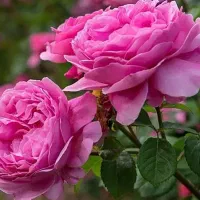 گلاب درجه یک معاوضه با گردو