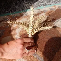 گندم اوکراین