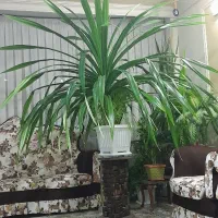 گل پاندانوس