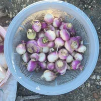 تُرب و شَلغم