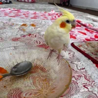 عروس هلندی جفت|پرنده|مرودشت, فاز دوم شهرک فرهنگیان|دیوار