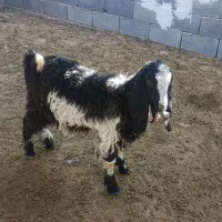 فروش 5 عدد کهره نیم گوشت|حیوانات مزرعه|بیرم, |دیوار