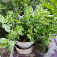 گل طبیعی|گل و گیاه طبیعی|اصفهان, شاهزید|دیوار