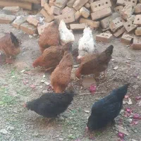 فریح  فقط فقط 900تومان