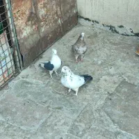 کبوتر ناجلد