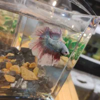 حراج ویژه ماهی زینتی آکواریوم و لوازم