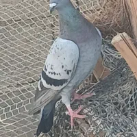 یک جفت پلاکی|پرنده|خورموج, |دیوار