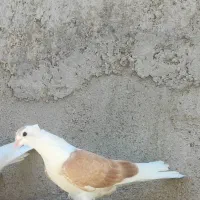 کفتر کبوتر چپ دم سینه پشت|پرنده|کاشمر, |دیوار