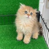 گربه بریتیش لانگ هیر کد ۱۲