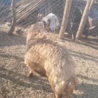 میش داشتی دوقلو زا