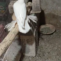 سیزده عدد کفتر در عجب شیر|پرنده|عجب شیر, |دیوار