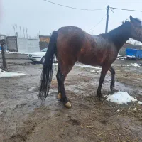 بسم الله ‌.اسب مادیان جوان اروم