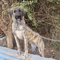 سگ افغان تایگر گلدن رتریور ژرمن بلک پامراشپیتز