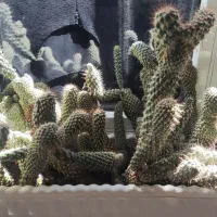 گل هایه زیبا|گل و گیاه طبیعی|جوانرود, |دیوار