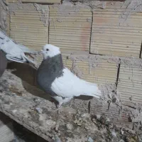 کبوتران امیر|پرنده|فردوس (خراسان), |دیوار