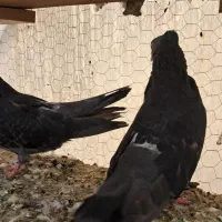جفت کبوتر  سیاه زرهی