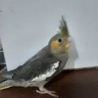 عروس هلندی|پرنده|فردیس, شهرک ناز|دیوار