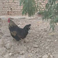 خروس جوان|پرنده|مرودشت, دولت آباد|دیوار