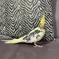 ماده لوتینو دوکت پروانه ای