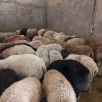 گوسفند زنده پرواری (بومهن)