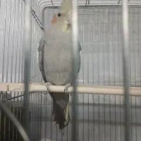عروس نر500