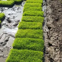 توم هاشمی درجه یک