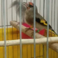 سهره نر بخونه|پرنده|بیرجند, |دیوار