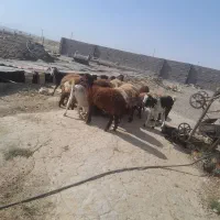 تعدادی بره ماده هترو و دو تا بره قوچی همو
