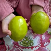 فروش انواع نهال گرمسیری و استوایی