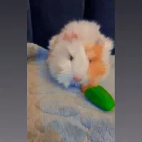 یک عدد خوکچه هندی ماده