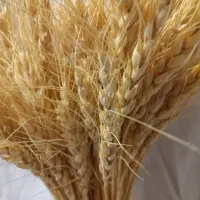 گندم  مخصوص سمنو