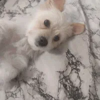 پامر اشپیتز|سگ|تهران, کرمان|دیوار