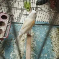 قناری ماده موزایکی|پرنده|کرمانشاه, |دیوار