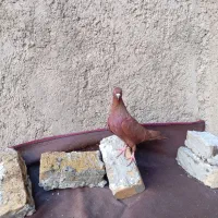 نر سرخ بیکاکل