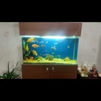 اکواریوم درحد نوشرکتی شیشه خم همراه میز ام دی اف|ماهی|زنجان, |دیوار