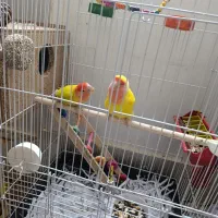 طوطی برزیلی یک جفت