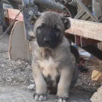 توله سرابی درجه یک|سگ|تهران, آبشار تهران (دریاچه)|دیوار